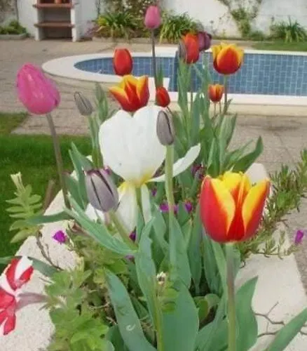 Querido, Vamos De Ferias! * ヴァゴス